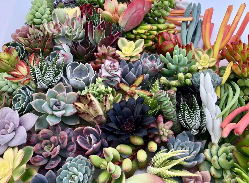 10 Assorted Live Succulent Cuttings, No 2 Succulents Alike, Great for Terrariums, Mini Gardens, and as Starter Plants by The Succulent Cult