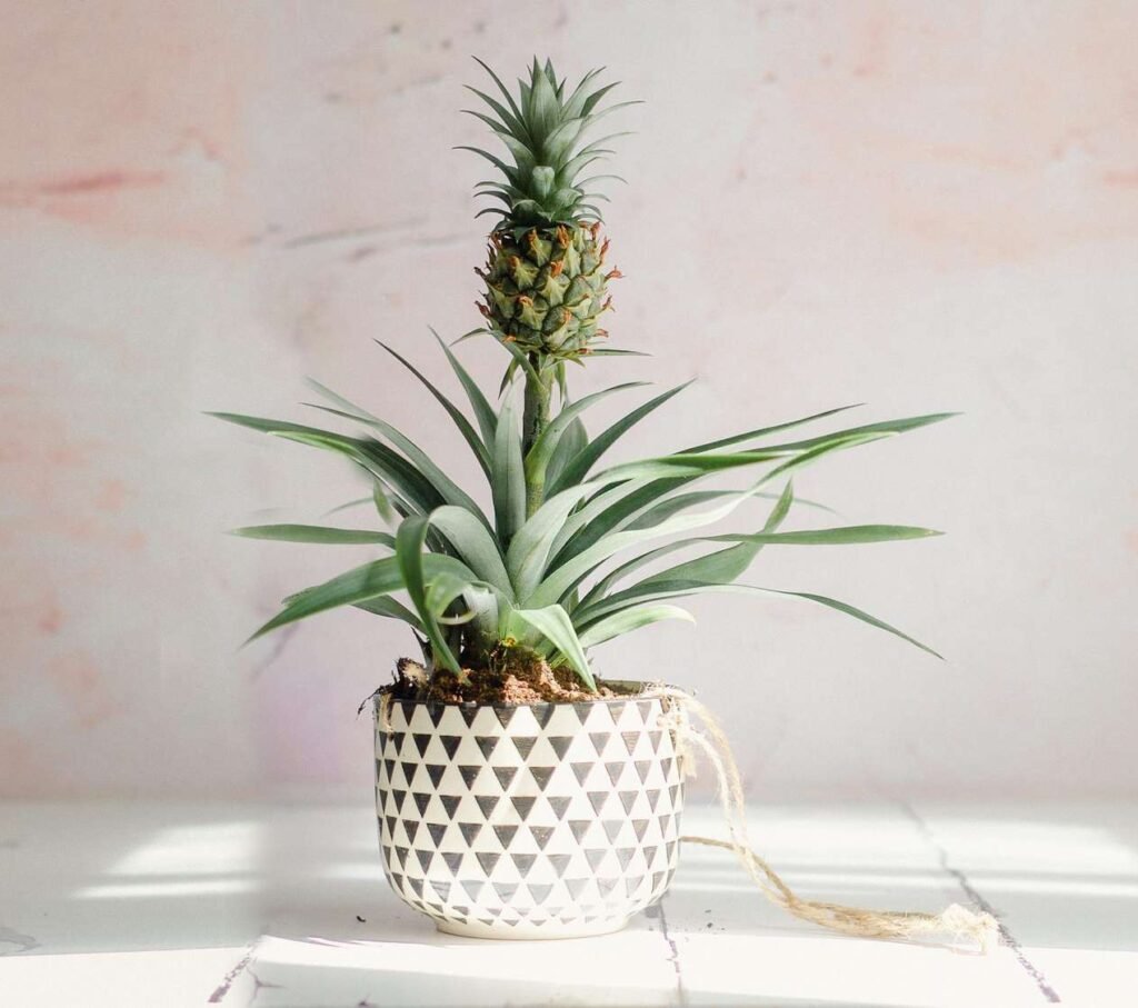 Indoor Pineapple Plant Care